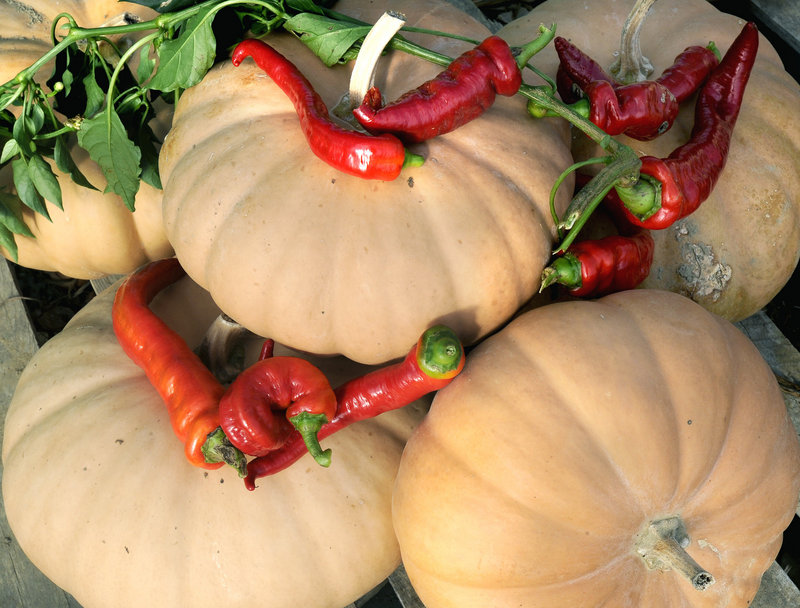 Chef Daran Poulin of Bowdoin College in Brunswick will be using Fishbowl Farm Long Island cheese squash to make a pumpkin bisque for the American Harvest Picnic.