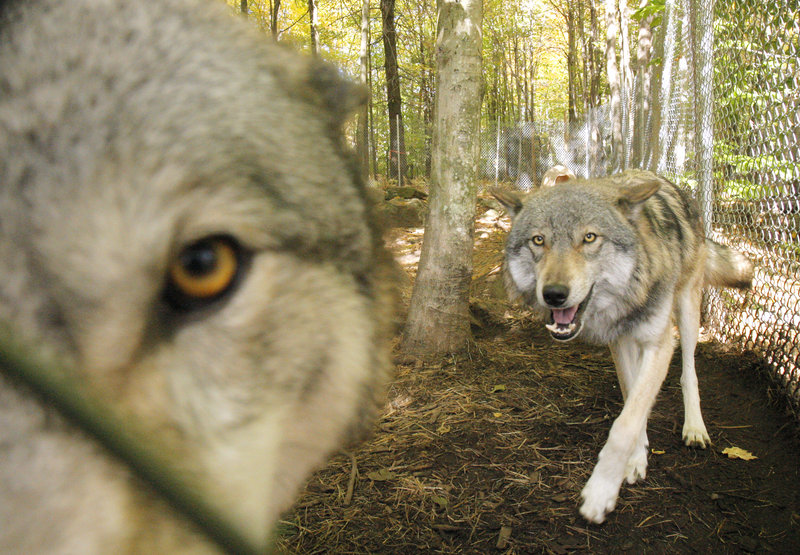 Lomasi, left, and Anoki are the most recent arrivals at the Runs With Wolves Sanctuary in Limington.