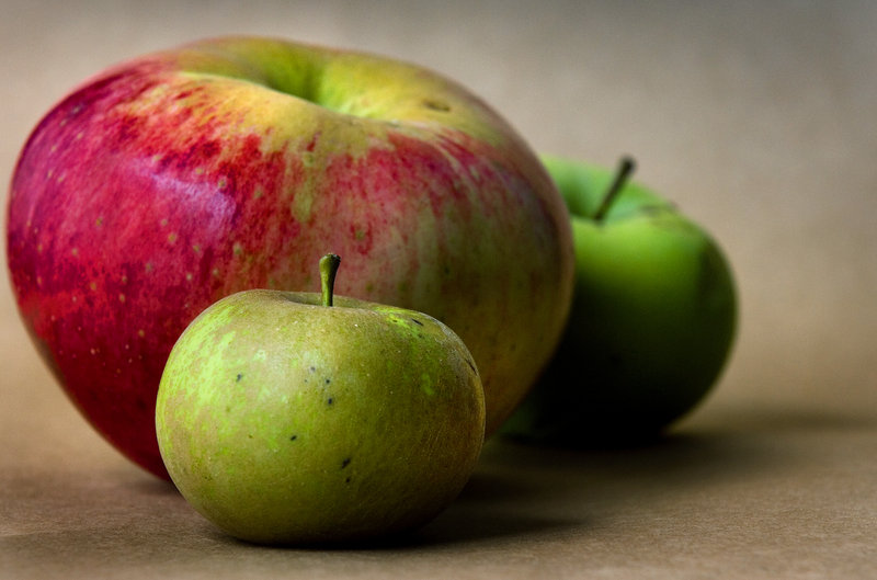 Some of the rare apples likely to be on display at the Great Maine Apple Day include the diminutive Pomme Grise apple in the foreground, the large Wolf River variety and the Tolman Sweet.