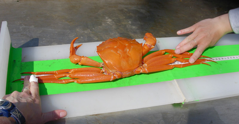 Atlantic deep-sea red crabs spend their lives 2,000 feet under the sea on the edge of the continental shelf. Once on shore, they are either processed immediately or held live in tanks.
