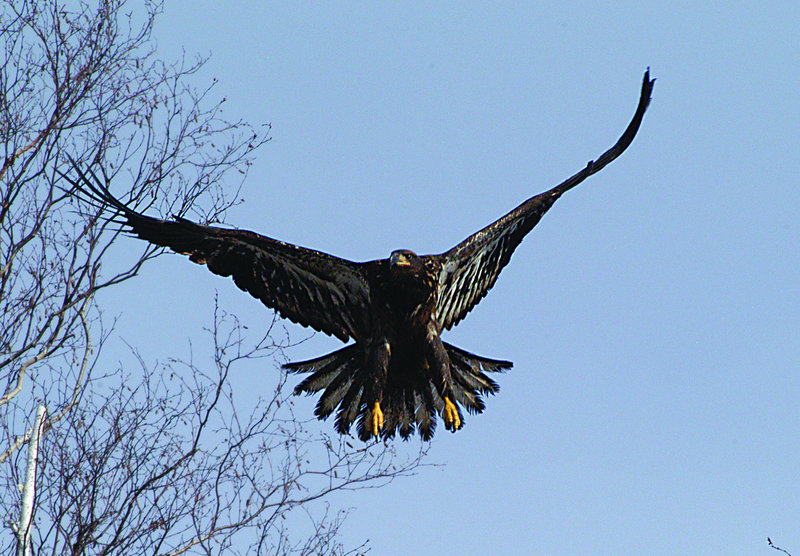 An eagle closes in on its nest in this file photo. An empty nest that Maine eagles may use for backup is creating a problem for a highway expansion plan in Wiscasset.