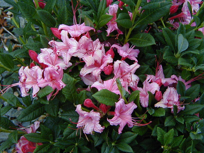 Rhododendron “Weston’s Sparkler,” one of this year’s Cary Award winners. The Cary Awards recognize plants suited to New England gardens.