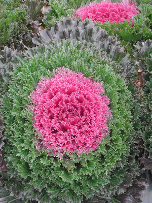 All-America Selections named ornamental Kale “Glamour Red” one of two top cool-season bedding plants.