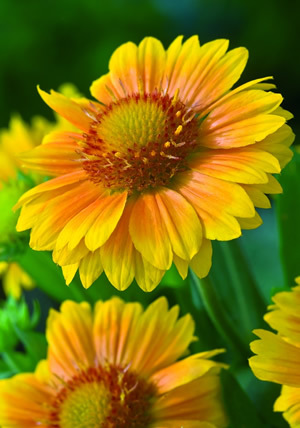 Gallairdia “Arizona Apricot,” one of the All-America Selections winners.