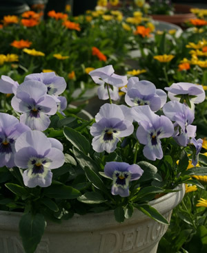 All-America Selections Viola “Shangri-La Marina”