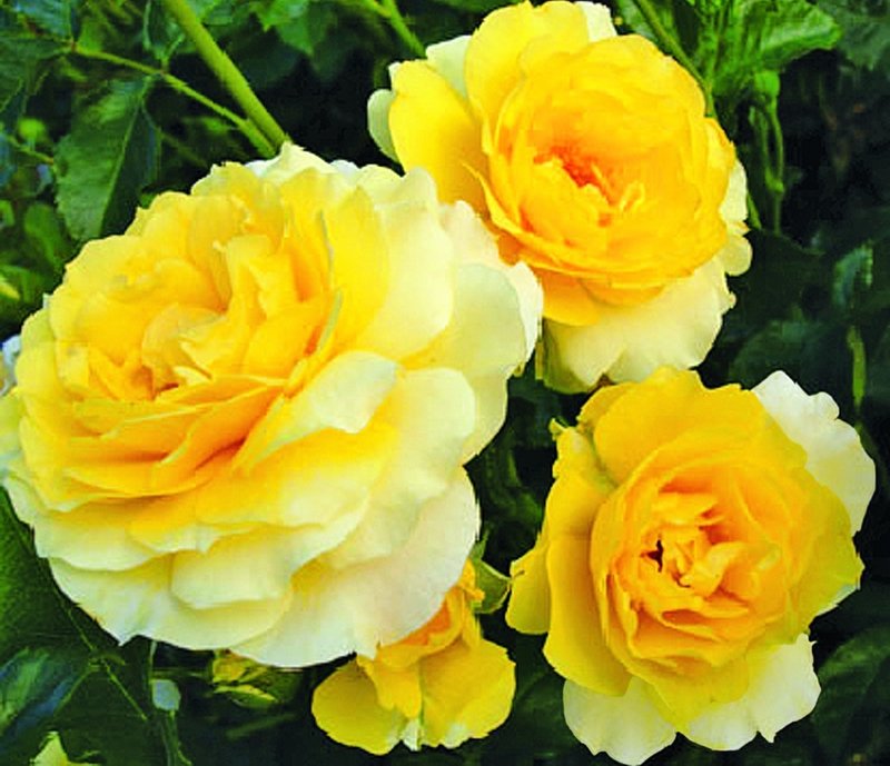 All-America Rose Selections “Walkingon Sunshine”