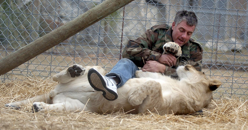 James Jablon, who runs Wildlife Rehabilitation of Hernando County, plays with Ed, a 1-year-old lion. Jablon is spending a month in the cage as a fundraising stunt.