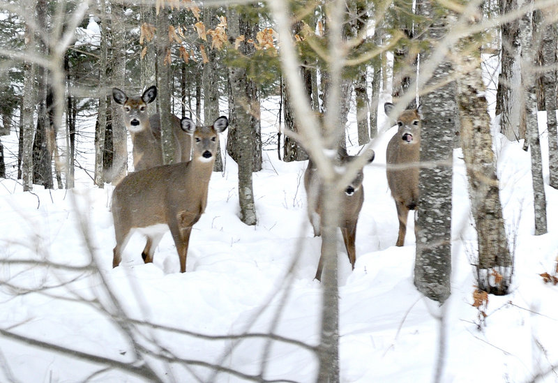 Deer approach feeding stations near the home of John and Linda Chapman in Athens. The couple put winter food for the deer on 10 to 12 wooden pallets spread out around their property, so the whitetails won’t congregate and get into fights with each other.