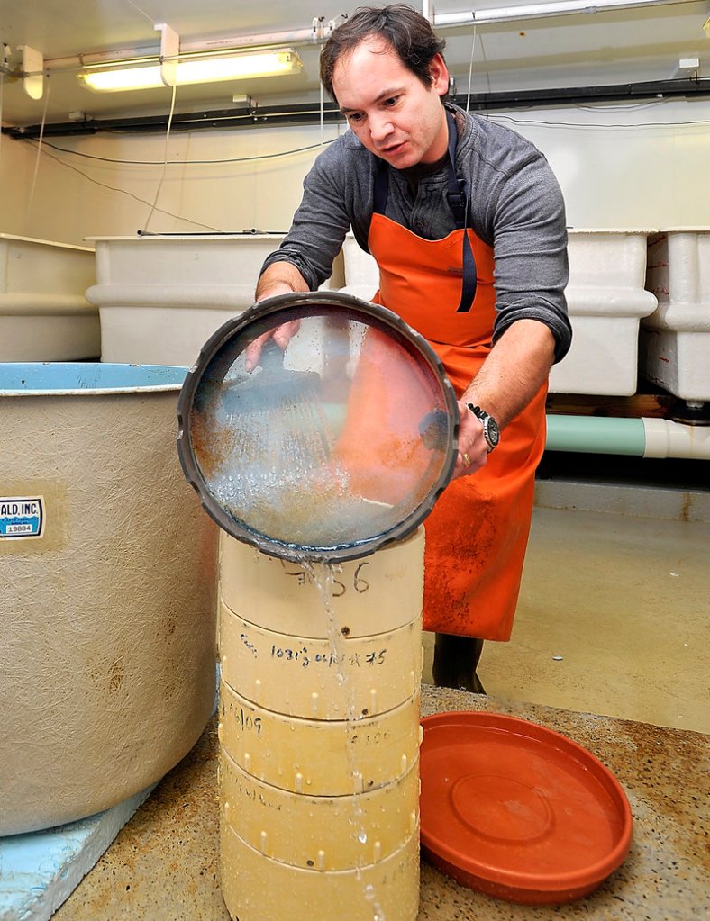 Mook Sea Farm production manager Scott Feindel rinses waste from oyster larvae as he transfers them from a larval tank into sizing sieves. The oyster seed at the Mook Sea Farm hatchery will be sown this spring for harvest in 12 to 14 months. Hatchery owner Bill Mook says he lost several hundred thousand dollars last season to MSX disease.