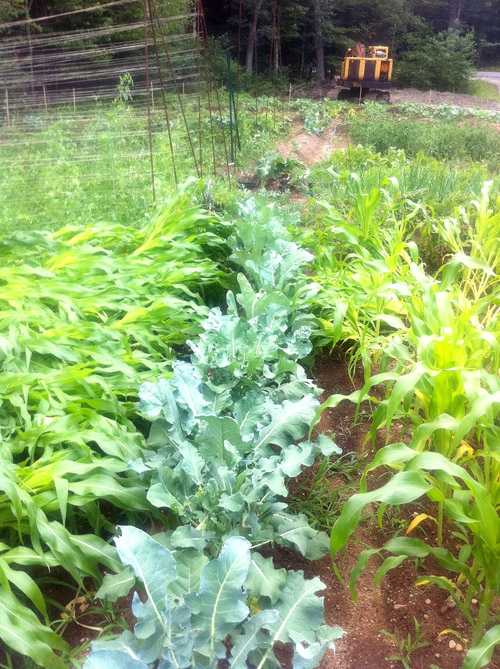A section of Kendra Lord's 5,000-square-foot garden, where she raises more than 50 varieties of vegetables.