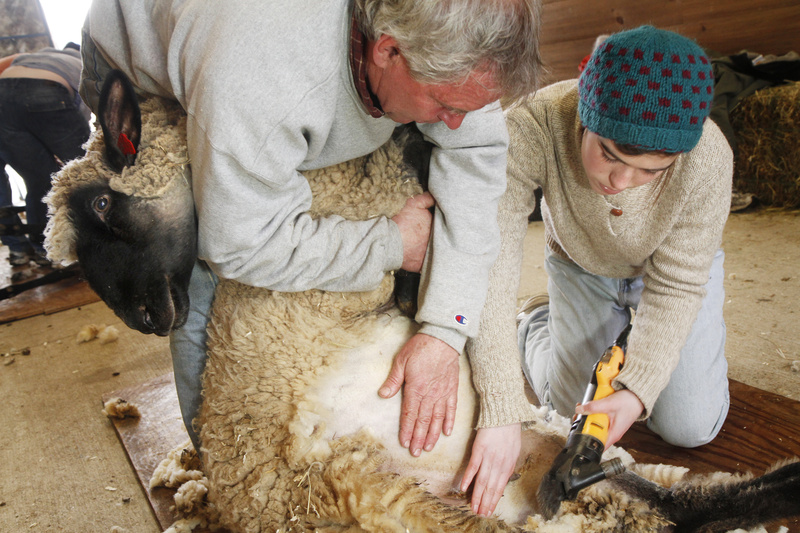 Maya Critchfield of Casco gets shearing help from instructor Brandon Woolley of Baldwin at North Star Sheep Farm in Windham. “It’s a good time to be a sheep farmer,” said Lisa Webster of North Star.