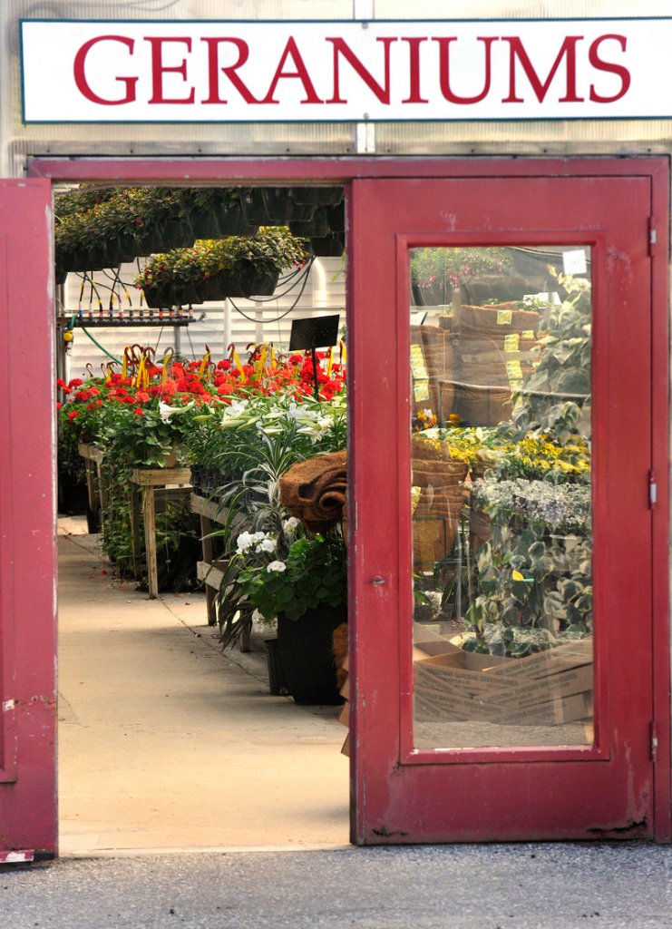 The geranium greenhouse at Broadway Gardens in South Portland, which plans discounts and giveaways for Open Greenhouse and Garden Day.