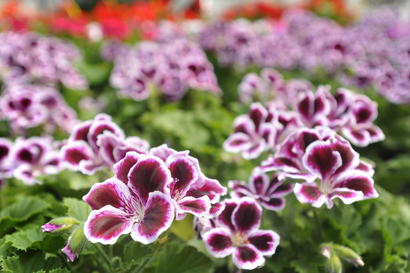 “Martha Washington” geraniums.