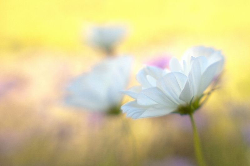 "Early Morning Cosmos" by Kathleen Clemons of Harpswell won first place in the color category. Juror Jay Stock selected 100 images from more than 600 that were submitted for this year's show. Eighteen images eventually merited individual honors.