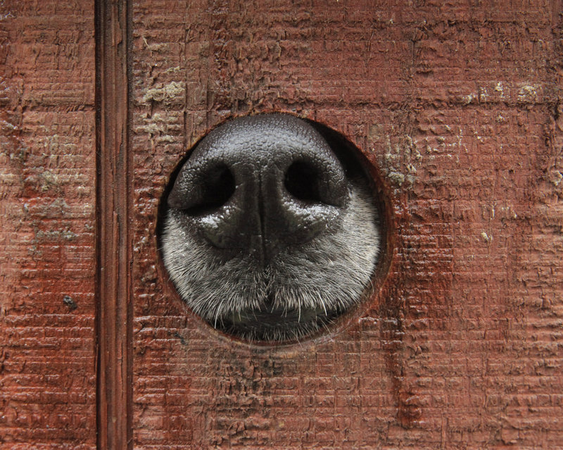 A bloodhound sniffs from its dog box in the back of a truck during the hunt. Some dogs are held in reserve in case other dogs get tired.