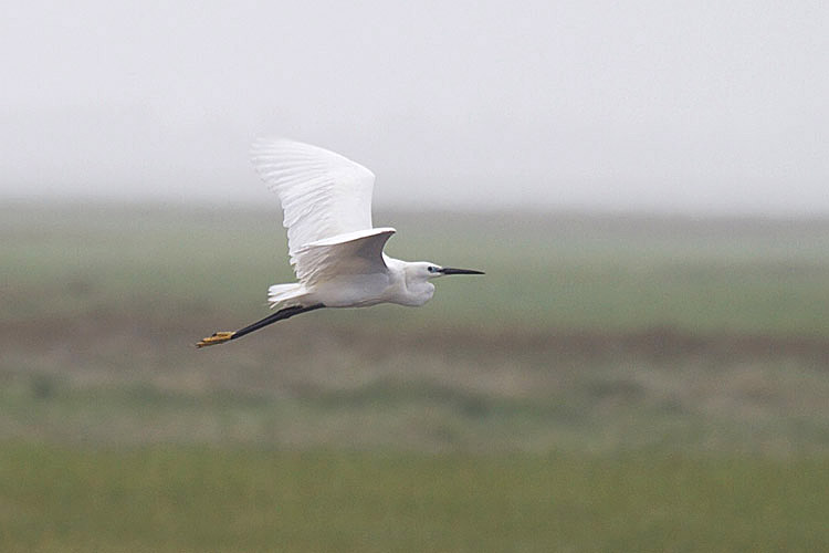 Doug Hitchcox, a naturalist with the Scarborough Marsh Audubon Center was the first to identify the Little Egret while leading a birdwatching walk early Wednesday morning.