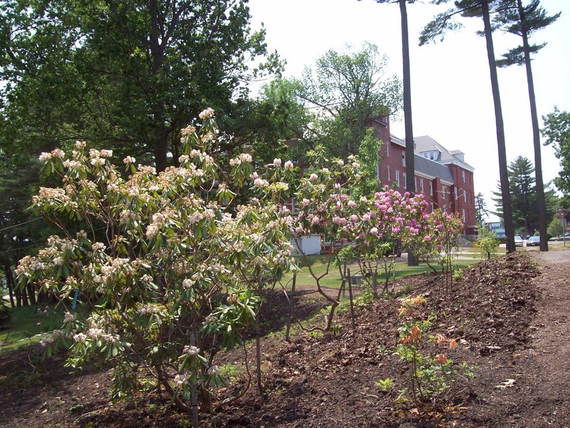 More of the plants at the Joe B. Parks Rhododendron Garden at the University of Southern Maine campus in Gorham. The garden is part of the USM Arboretum, which actually makes up the entire campus.