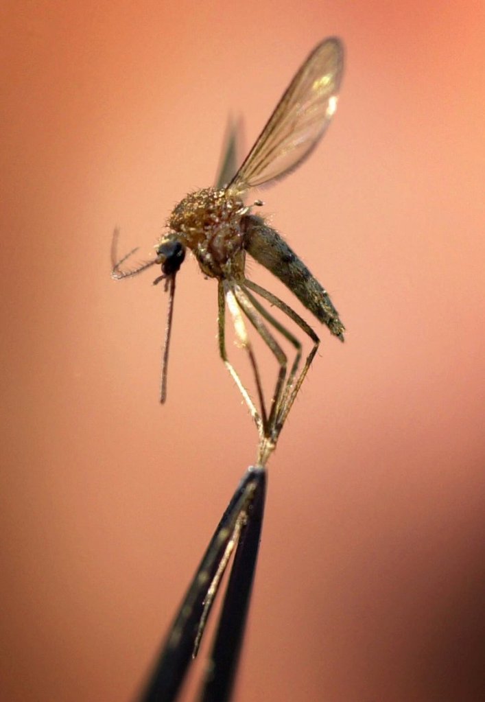 To discourage mosquitoes, get rid of standing water.