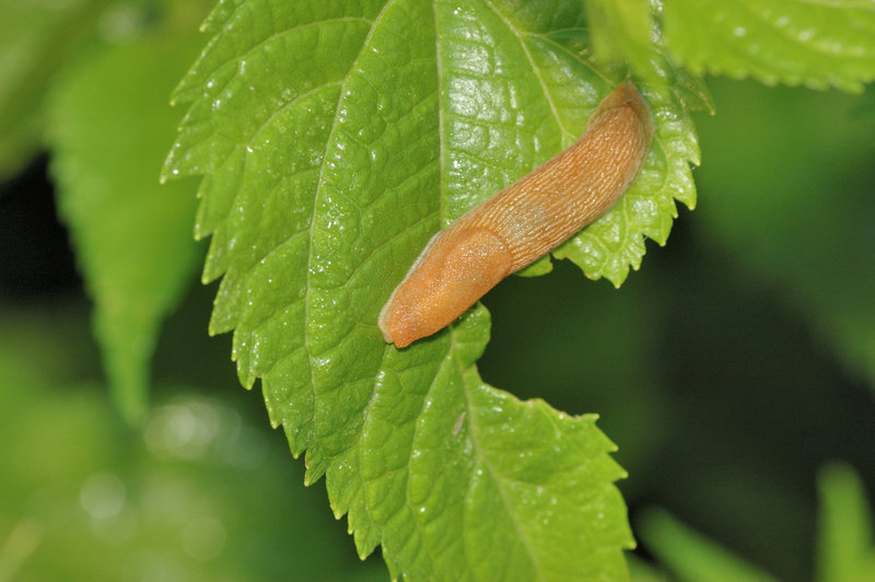 Slugs are fond of soggy debris.