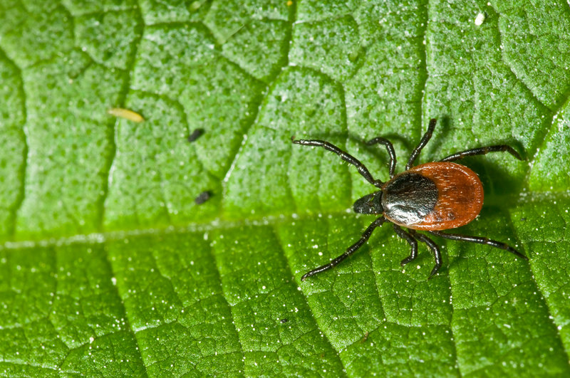 Ticks can be kept at bay if you keep your grass cut and buffer your yard with mulch or crushed stone.