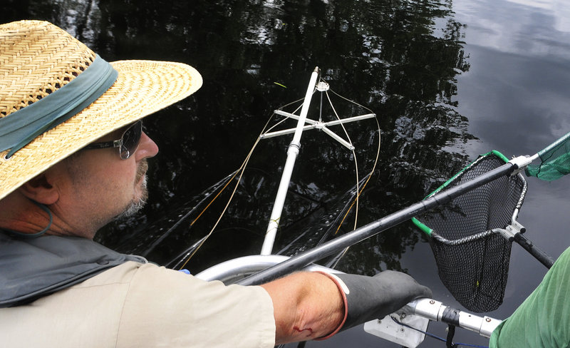 With electrodes and fishing nets dangling in the water, Brian Campbell, assistant regional biologist for Inland Fisheries and Wildlife, electro-fishes for Pike on Pushaw Stream.