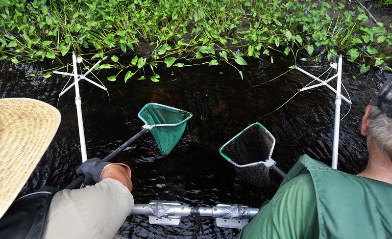 Brian Campbell, an assistant regional biologist, and Paul Johnson, a retired biologist, scour Pushaw Stream in Old Town for pike.