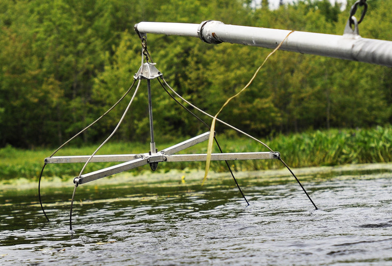 Biologists use electrodes to shock fish and collect them with nets in an effort to find northern pike.