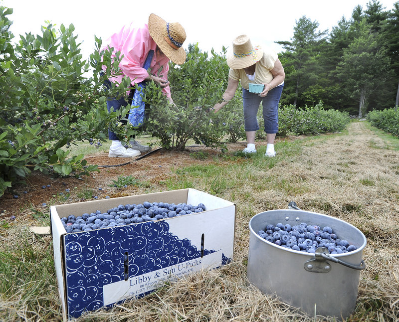 Pat Leslie and Jeri Stuart from Gorham gather highbush blueberries at Libby & Son U-Picks in Limerick.