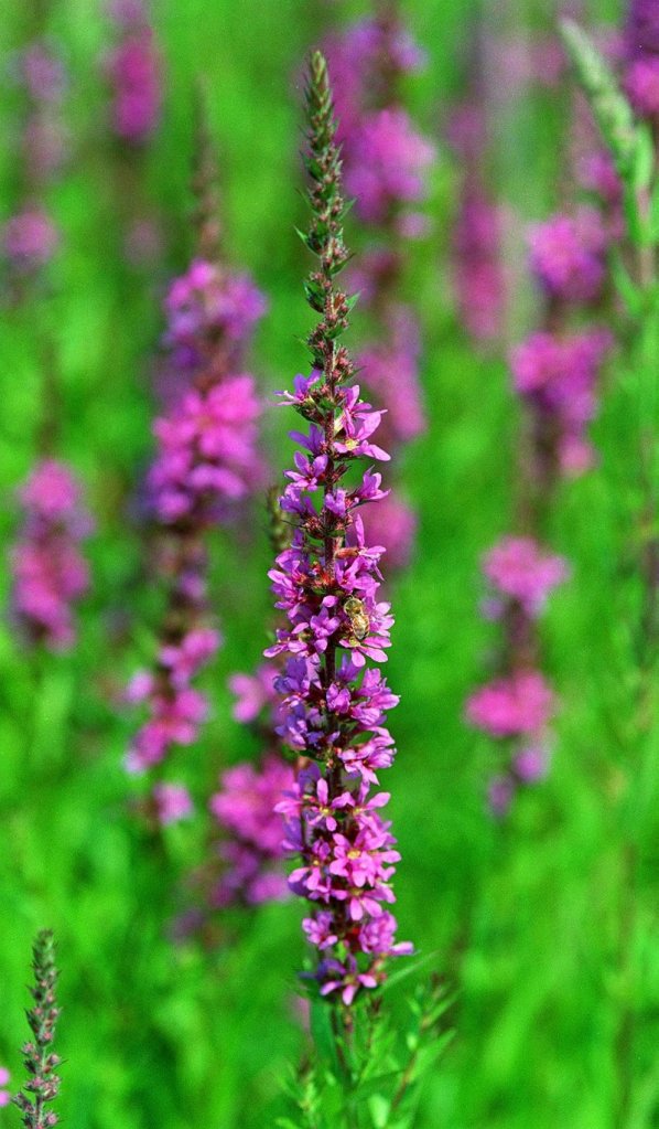 Non-native: Purple loosestrife