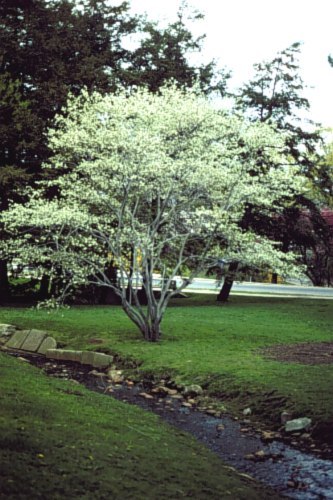 Native: Amelanchier