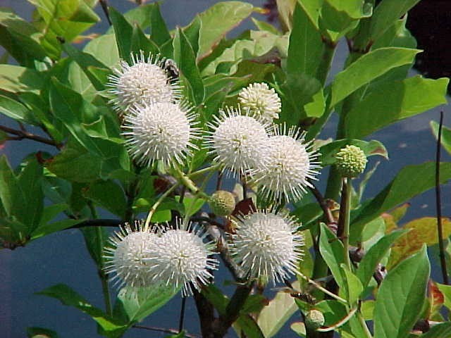 Native: Buttonbush