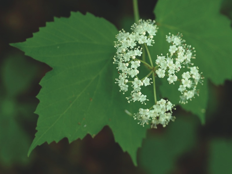 Viburnum acerifolium