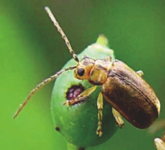 The viburnum leaf beetle, the only cloud on the viburnum horizon. The beetle eats and potentially can kill viburnums, but the good news is that some varieties are resistant to them, and even if yours isn’t, there are ways to take on this bug and beat it.