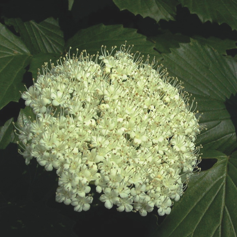 Viburnum cassanoids, or witherod