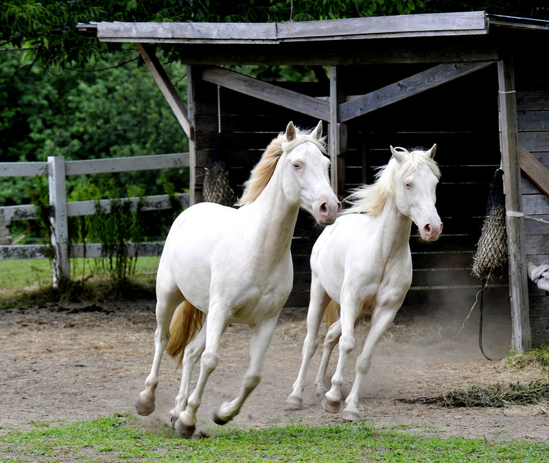 Two of the horses that will participate in "UN/Stable Landscape."