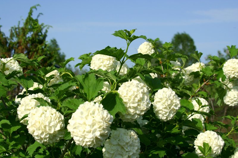 Viburnum Snowball