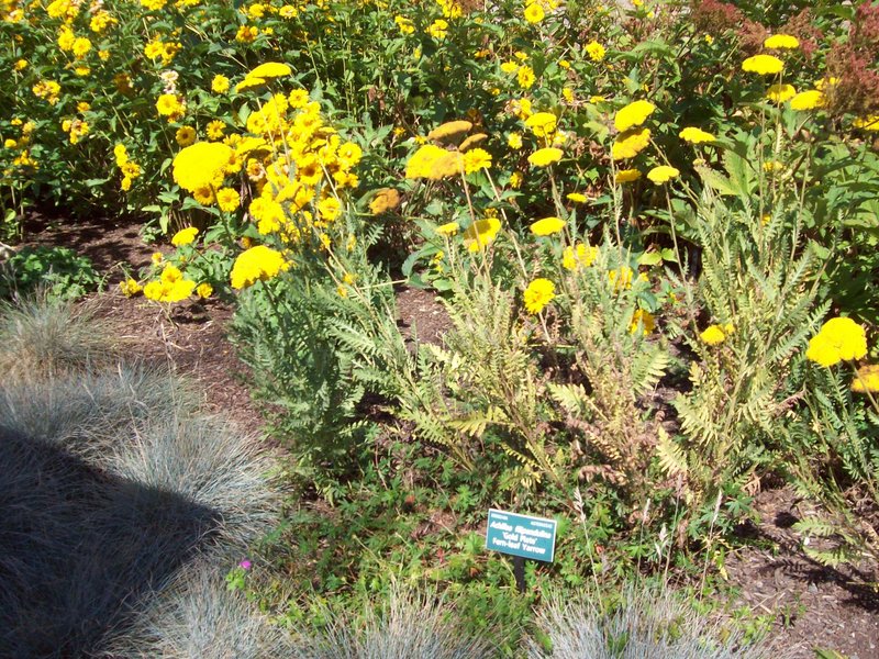 Yarrow