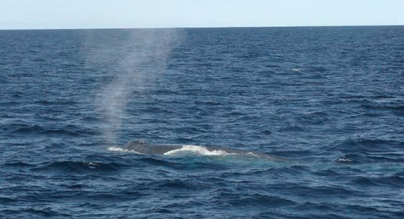 A blue whale surfaces off of Boothbay Harbor on Sunday. Naturalists from two whale-watching boasts say they saw the 80-foot whale, the world's largest mammal, about 15 miles south of Boothbay Harbor.