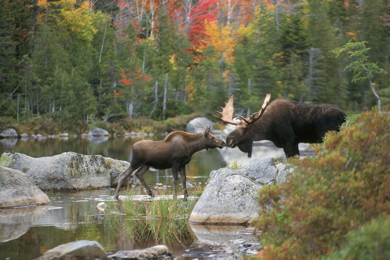 “Kissing Moose” by Mark Picard