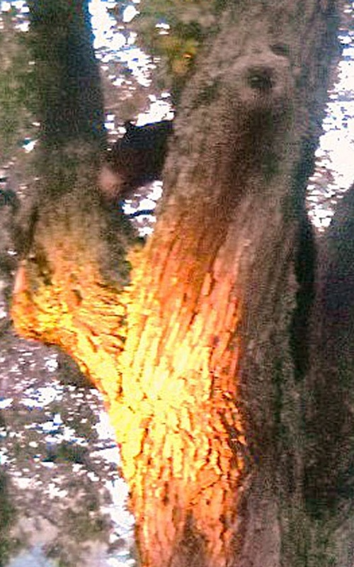 A 120-pound black bear is pictured in a tree outside a home at Veranda and Oregon streets in Portland on Friday.