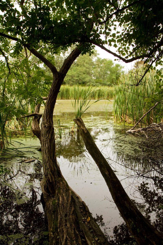 Capisic Pond in Portland is being drained, so that repairs to riverbank erosion can begin Monday. The pond is a key bird habitat but has become choked with vegetation.