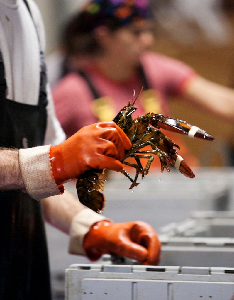 Ready Seafood has 44 employees at the Portland Ocean Terminal on the pier.