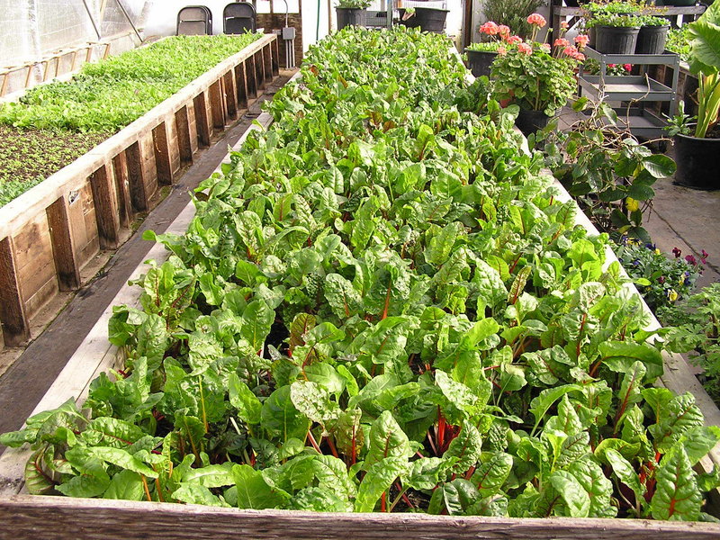 The Troy Howard Middle School garden, a small portion of which is pictured here, includes a heated greenhouse, two hoop houses and more, and will be open on Saturday for tours.