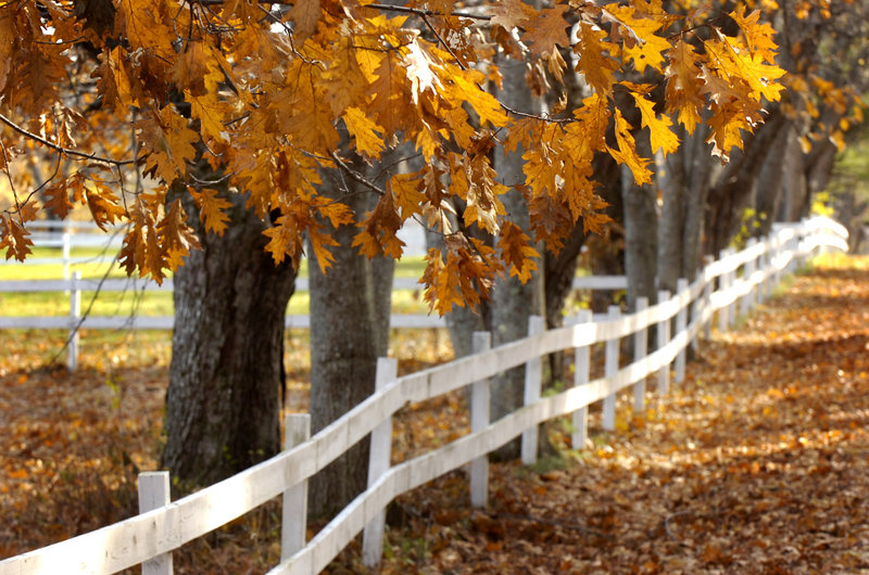 Oak leaves cling to trees lining Sligo Road in Yarmouth.