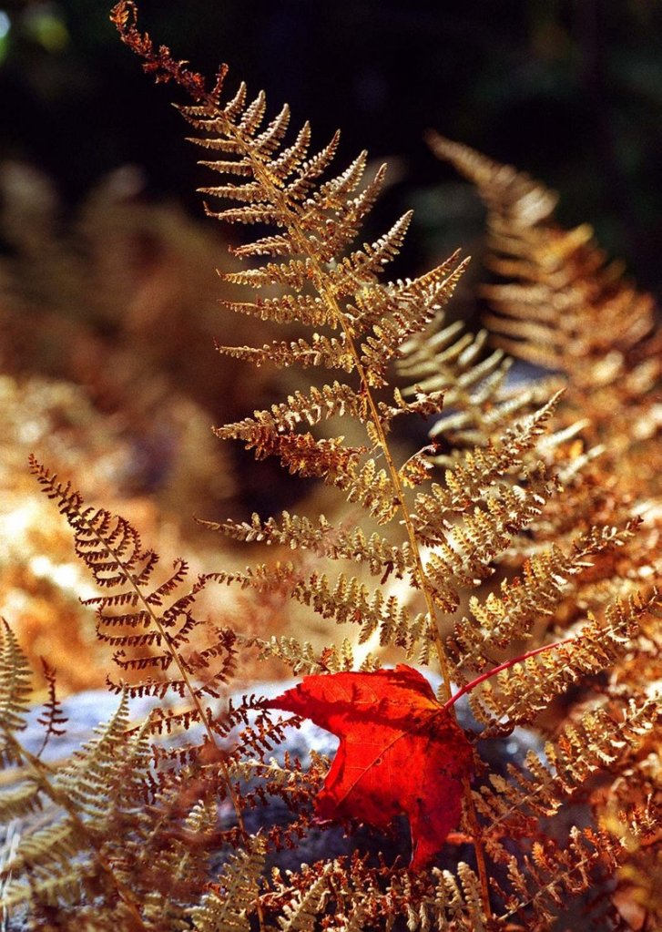 A maple leaf brings its brilliant hue to brown and gold roadside ferns.