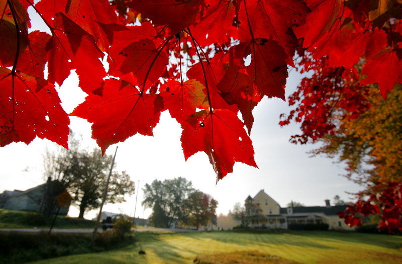 The leaves of a maple on Route 35 in Dayton reach their deep red stage.