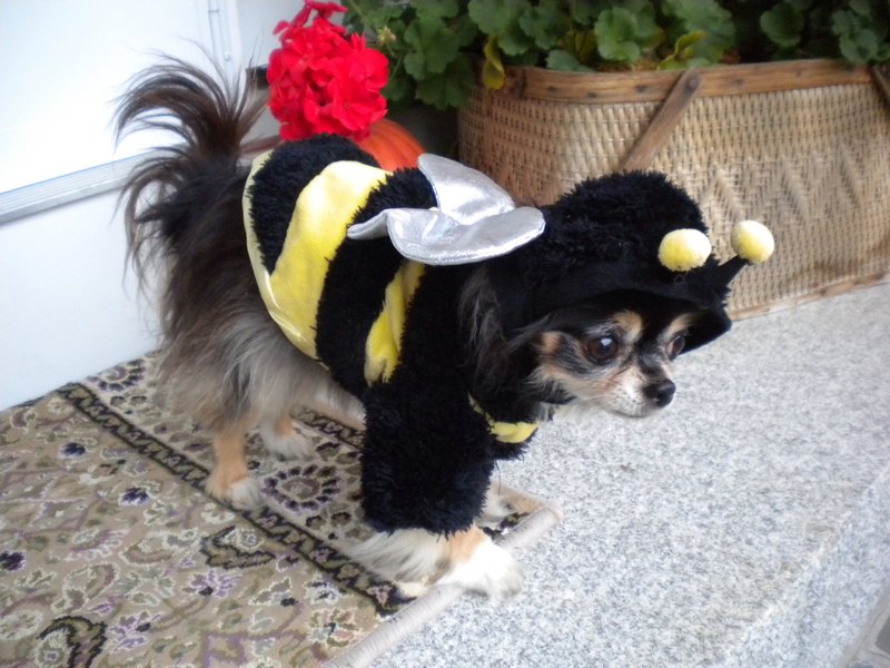 Judy, a long-haired Chihuahua owned by Karen Gallagher of North Yarmouth, as a bumblebee.