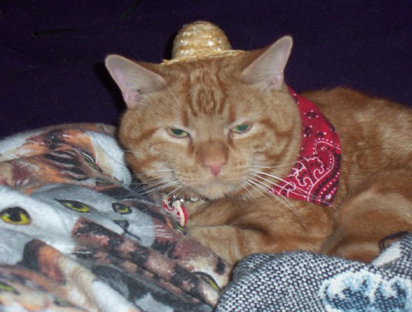 Hilda Taylor’s kitty Rubin, who always wears a bandana anyway, adds a doll hat to become a tiny, furry farmer.