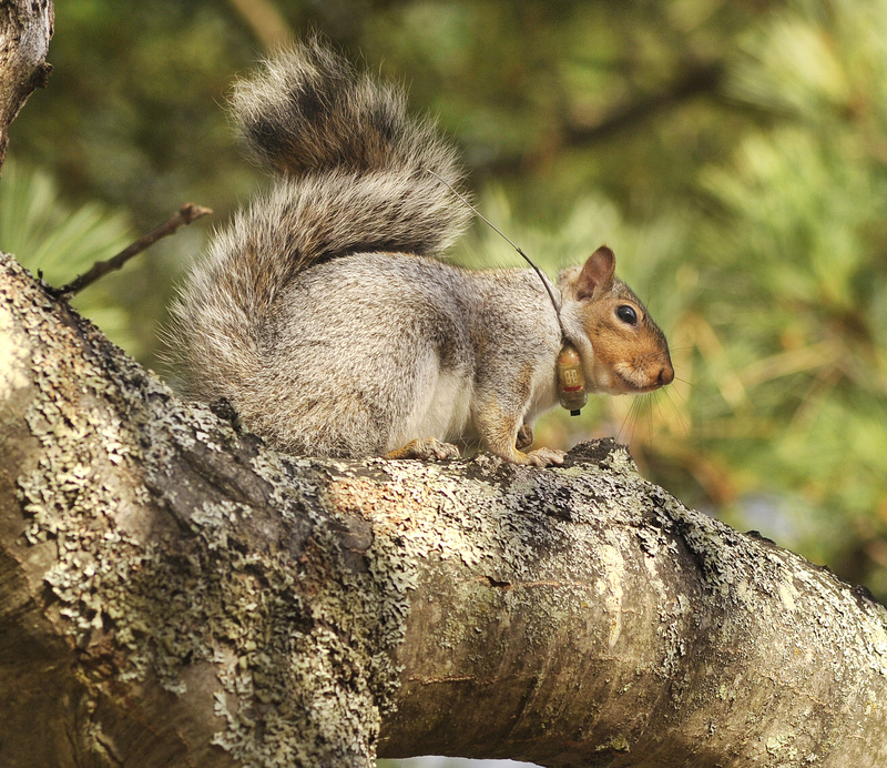 A gray squirrel being tracked by University of New England students around the Biddeford campus shows off his radio collar. The collared squirrels can be tracked 24 hours a day, and the data is posted to a website.