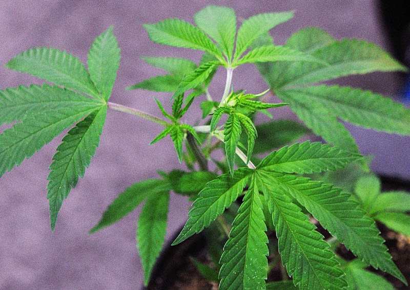 The governors of Washington and Rhode Island have petitioned the federal government to reclassify marijuana so that the medical marijuana programs in their states won't run into legal problems with federal law enforcement. Gov. LePage should join them.